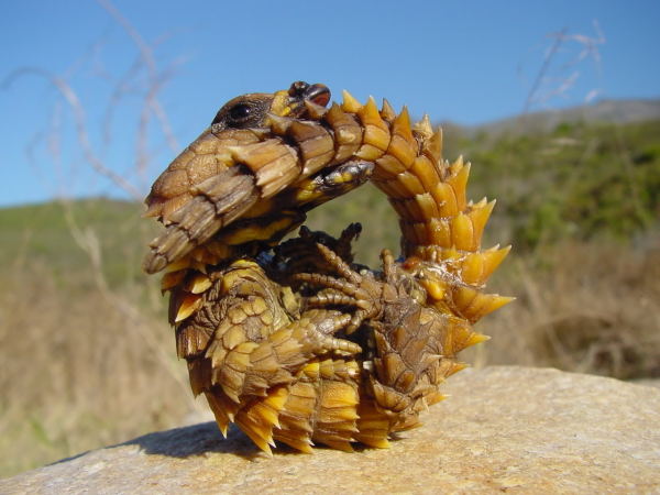 حیوانات عجیب اژدهای خاردار (Thorny Dragon)