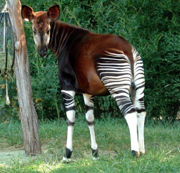 حیوانات باورنکردنی اوکاپی (The Okapi)