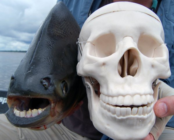 حیوانات باورنکردنی ماهی پکو (Pacu Fish)