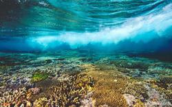 چرا مرجان‌های زیبای استرالیا رنگ می‌بازند؟