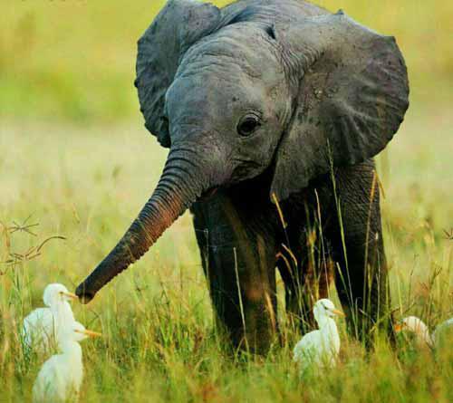 ‌فیل مهربان‌ترین حیوان دنیا