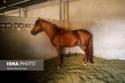پرورش و نگهداری اسب عرب و چالش گرما (عکس)