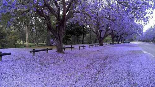 شکوفای گلهای درختان جاکاندرا  از اواخر سپتامبر تا