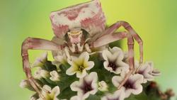 برندگان «مسابقه عکاسی از حشرات لومینار 2020» مشخص