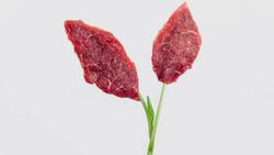 گوشت طلایی: مهندسی سلول‌های گاو برای تولید گوشت ب