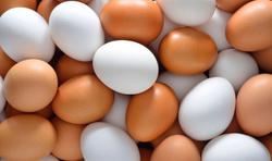 نگاهی به قیمت تخم‌مرغ در بازار
