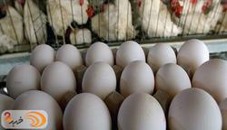 نرخ واقعی هر کیلو تخم‌مرغ بالای ۱۵ هزار تومان است