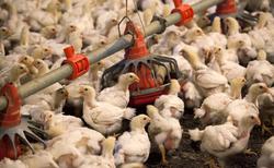 مرغ ۱۷ هزار تومانی در یزد بازار ندارد