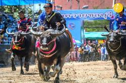 مسابقات گاومیش سواری در تایلند + عکس
