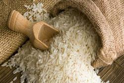 هزاران تن برنج در حال فاسد شدن/ اعتبار از دست رفت