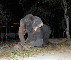 این فیل پس از آزادی اشک ریخت (عکس)