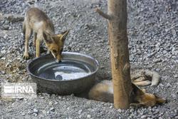 ۱۱ قلاده روباه گرفتار در لرستان نجات یافتند