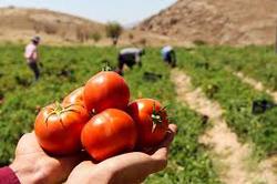 گوجه فرنگی تنظیم بازاری چه شد؟