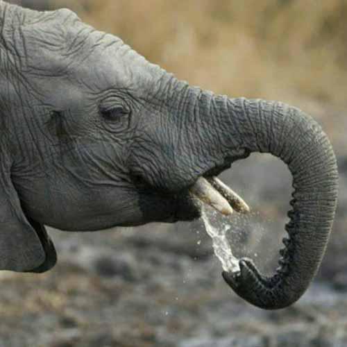 فیلها قادرند روزانه ۶۰ گالن آب و ۲۵۰ کیلو گرم یون