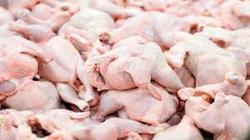 جهاد کشاورزی: کاهش جوجه‌ریزی علت افزایش قیمت مرغ 