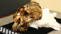 جمجمه ۲ میلیون ساله عموزاده اجداد انسان پیدا شد