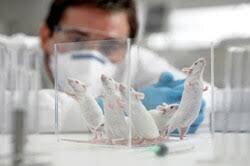  سالانه  ۱۰ تا ۲۰ درصد  حیوانات آزمایشگاهی مورد ن