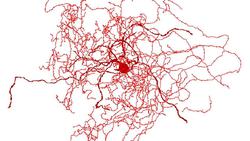 کشف سلول‌های مغزی جدیدی که به تشخیص فاصله کمک می‌