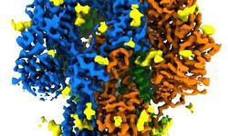 واقعی‌ترین تصویر از ساختار پروتئین خوشه‌ای کروناو