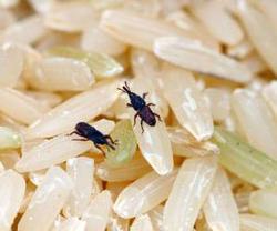 قوی ترین ترفند برای از بین بردن حشره برنج