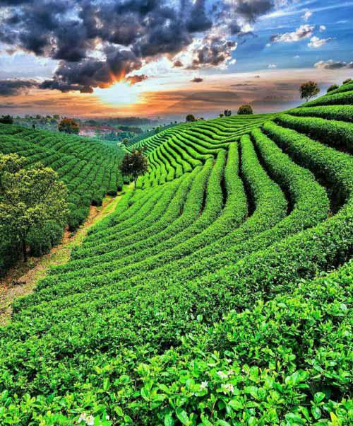مزارع چای چین