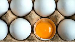 تخم مرغ چرا گران شد؟