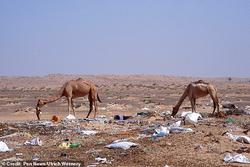 راز مرگ صدها شتر‌ در بیانبان دوبی فاش شد