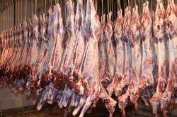 رئیس اتحادیه گوشت گوسفندی: برف‌ قاچاق دام را مختل