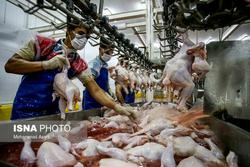 روزانه ۳۰ تن مرغ منجمد باقیمت ۱۵ هزار تومان در قم