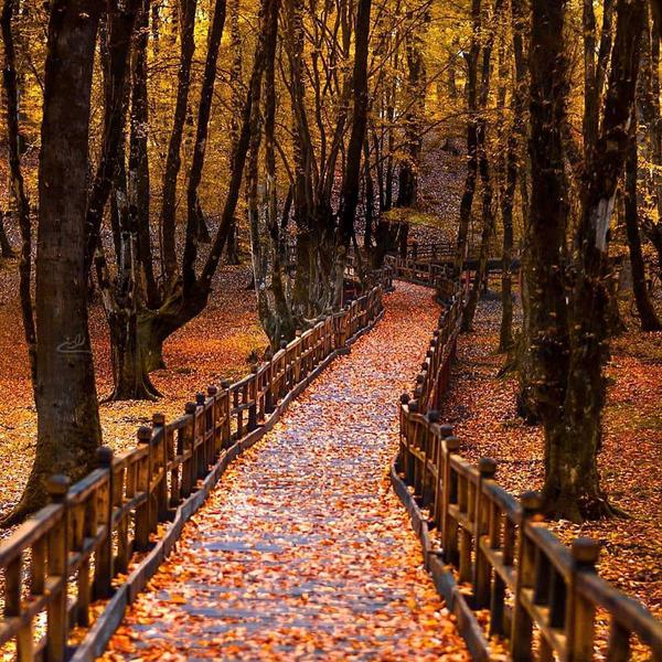 Autumn colours in the Caspian Forests 