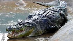 تمساح دریاچه چیتگر پیدا شد + عکس