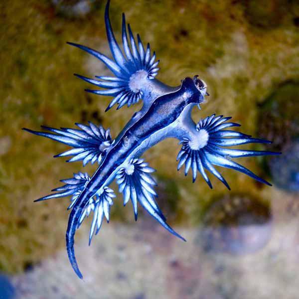 فرشته آبی یا لیسه دریایی ، گونه ای نایاب از کرم د
