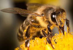 تأثیر "نیش زنبور" بر درمان بیماری کرونا حقیقت دار