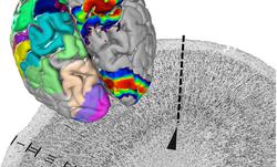 ساخت اطلس سه بعدی مغز انسان توسط محققان آلمانی