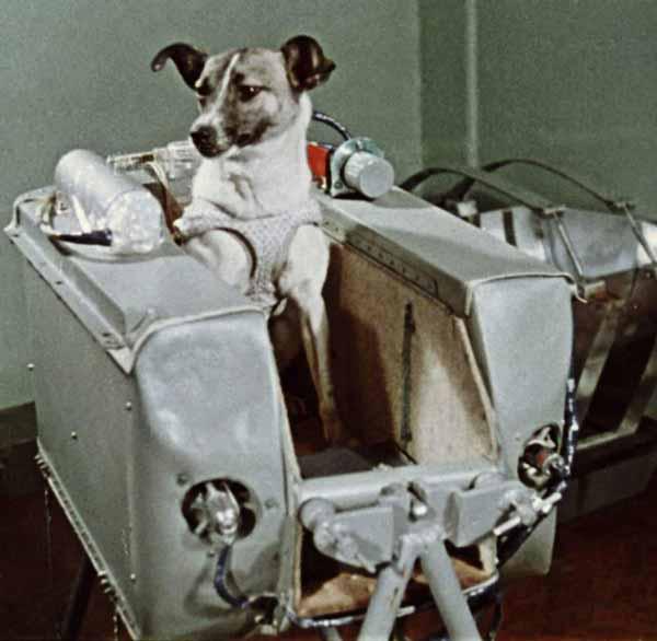 لایکا سگ ماده 6 کیلویی بود که به عنوان اولین موجو
