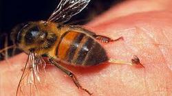 نیش زنبور در درمان کرونا تاثیر دارد؟