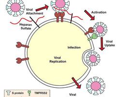استفاده ویروس کووید-۱۹ از هپاران سولفات برای ورود