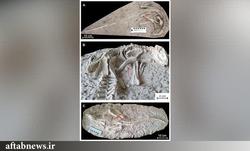 عکس| کشف فسیل ۱۲۵ میلیون ساله دایناسور