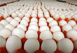 افزایش ۴۸ درصدی قیمت تخم مرغ/ صادرات از ۲۸ میلیون