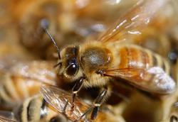 زهر زنبور عسل نوع تهاجمی سرطان پستان را در ۶۰ دقی