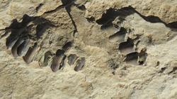 کشف ردپای ۱۲۰ هزار ساله انسان خردمند در شمال عربس
