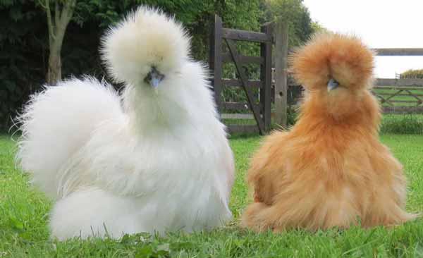 مرغ ابریشمی یکی از نژاد های خاص مرغ است ک دارای پ