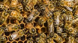 سم زنبور عسل بعضی از سلول‌های سرطانی سینه  را 'از