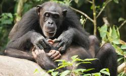 شامپانزه‌ها هم تا آخر عمر از یتیم بودن رنج می‌کشن