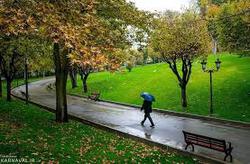 عضو شورای شهر: درختان اطراف پارک ملت تهران سرطان 