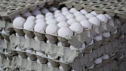 قیمت هر شانه تخم مرغ ۳۴ هزار تومان