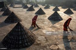 در بنگلادش برنج را اینگونه فرآوری می کنند + عکس