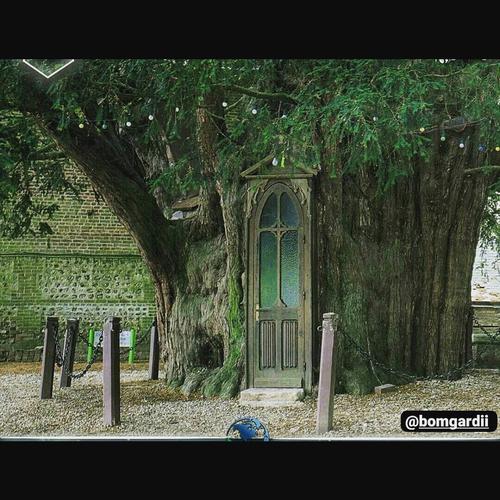 خانه درختی هزار ساله در فرانسه🌳