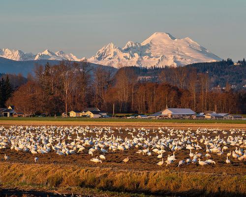 Photos by stephen_matera  Snow geese winter on fa