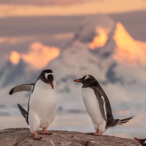 Photo by daisygilardini  Two gentoo penguins cour